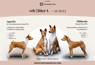 Basenji štěňátka - přijímáme rezervace