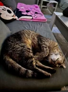 Kocour 13let