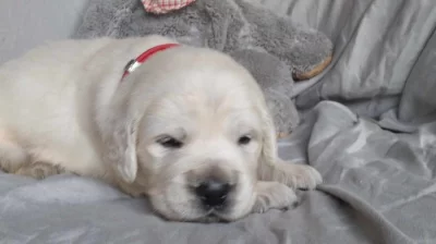 Zlatý retrívr ( golden retriever) s PP