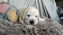 Zlatý retrívr ( golden retriever) s PP