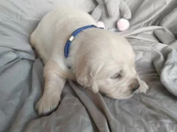 Zlatý retrívr ( golden retriever) s PP