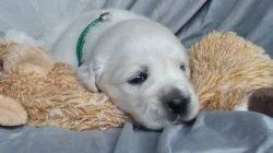 Zlatý retrívr ( golden retriever) s PP