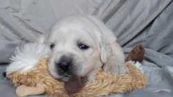 Zlatý retrívr ( golden retriever) s PP