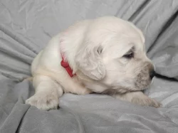 Zlatý retrívr ( golden retriever) s PP