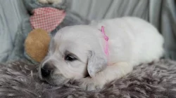 Zlatý retrívr ( golden retriever) s PP