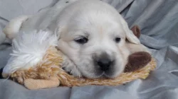 Zlatý retrívr ( golden retriever) s PP