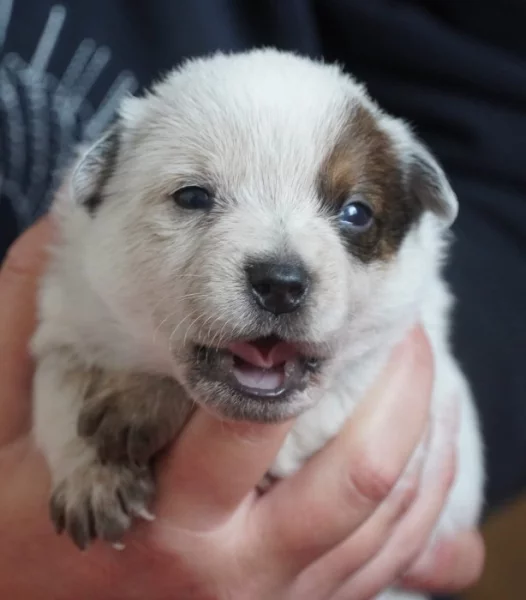 Australský honácký pes s PP