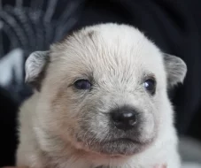 Australský honácký pes s PP