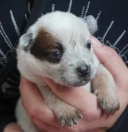 Australský honácký pes s PP