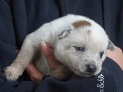 Australský honácký pes s PP