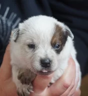 Australský honácký pes s PP