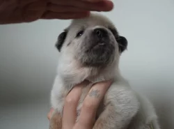 Australský honácký pes s PP