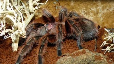 grammostola rosea