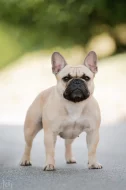 Francouzský buldoček s PP