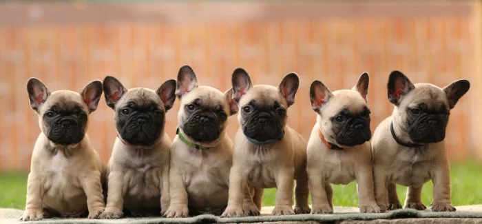 Francouzský buldoček s PP