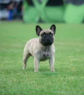 Francouzský buldoček s PP