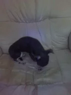 Štěňátka Čivava