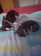 Štěňátka Čivava