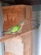 Papoušek  nádherný