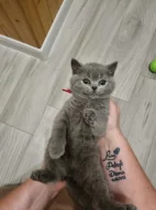 Britská koťátka