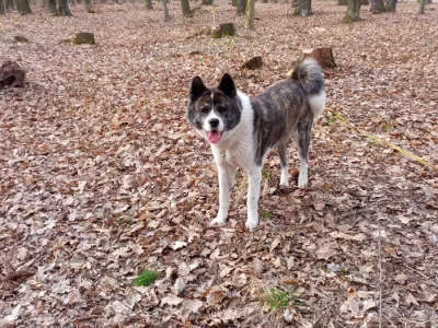 Akita inu