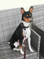 Basenji - rezervace tricolorních štěňátek