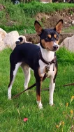 Basenji - rezervace tricolorních štěňátek