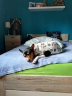 Basenji - rezervace tricolorních štěňátek
