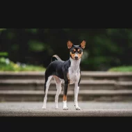 Basenji - rezervace tricolorních štěňátek