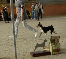 Basenji - rezervace tricolorních štěňátek