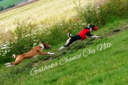 Basenji - rezervace tricolorních štěňátek