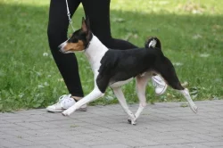 Basenji - rezervace tricolorních štěňátek
