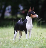 Basenji - rezervace tricolorních štěňátek