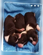 Basenji - rezervace tricolorních štěňátek