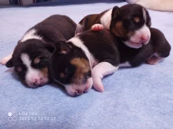 Basenji - rezervace tricolorních štěňátek