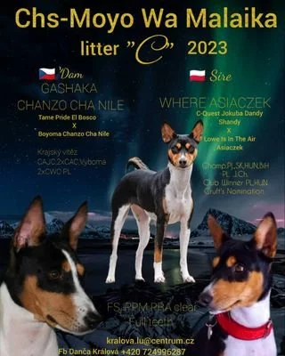 Basenji - rezervace  tricolorních štěňátek