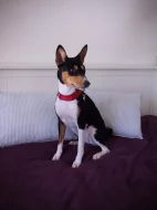 Basenji - rezervace tricolorních štěňátek
