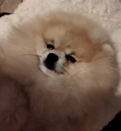 Pomeranian s PP FCI