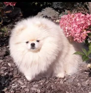 Pomeranian s PP FCI