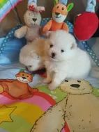 Pomeranian s PP FCI