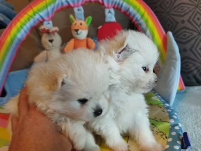 Pomeranian s PP FCI