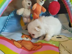 Pomeranian s PP FCI