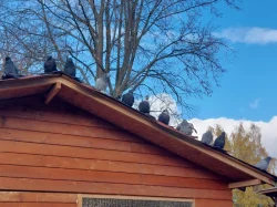 Bublák český