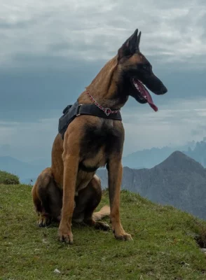 Belgický ovčák Malinois