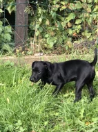 Patterdale teriér