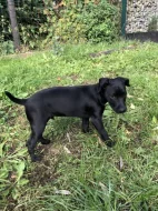 Patterdale teriér