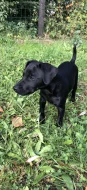 Patterdale teriér
