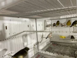 Prodám kanáry Gloster fancy, Fife fancy a výstavní zebřičky