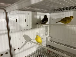 Prodám kanáry Gloster fancy, Fife fancy a výstavní zebřičky