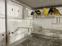 Prodám kanáry Gloster fancy, Fife fancy a výstavní zebřičky